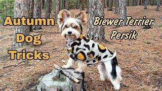 DOG TRICKS by Biewer Terrier Persik || Autumn 2022 