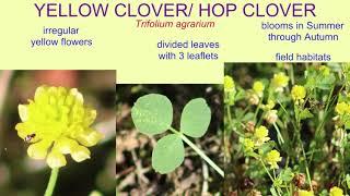 YELLOW CLOVER