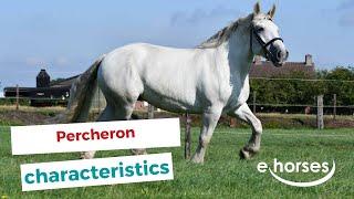 Percheron | characteristics, origin & disciplines