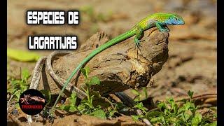 Lagartijas que puedes tener como mascota (ESPECIES DE LAGARTIJAS)