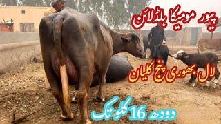 پیورنیلی مومیکا بریڈ کی دوجن جھوٹی برائے فروخت 10نومبر2024 | Top Nilli Buffalo for Sale in Punjab