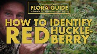 Red Huckleberry - How to Identify Them!  ||  Nerdy About Nature Flora Guide