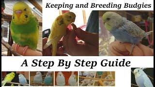 Breeding and Keeping Budgies - A step by step guide. (How to)