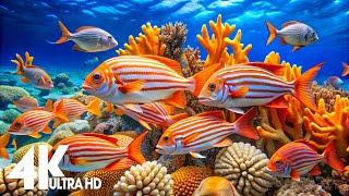 The Best 4K (ULTRA HD) Aquarium  Beautiful Coral Reef,The World Of Sea Jellyfish- Relax  Music