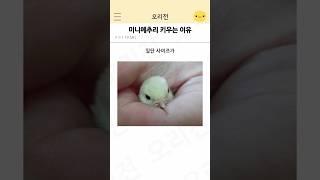 미니메추리 키우는 이유 #썰