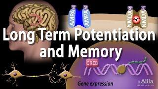 Long Term Potentiation and Memory Formation, Animation