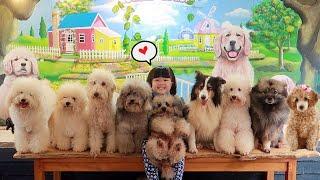 Feeding Cute Dogs | Play with Cute Animals | Heli Guk Guk