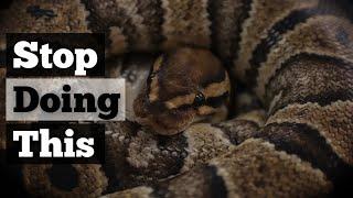 5 MISTAKES Ball Python Owners Make