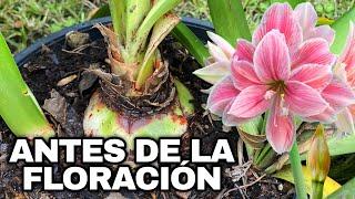 QUÉ HACER ANTES DE LA FLORACIÓN DE AMARILIS o AZUCENAS Y POR QUÉ NO FLORECE