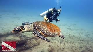 Dive Sandals Resorts - Adventure Dive