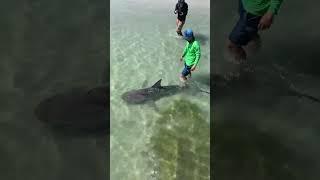 Walking Shark #Shorts #shortvideo #fishing #fishingvideo #funny #funnyvideo