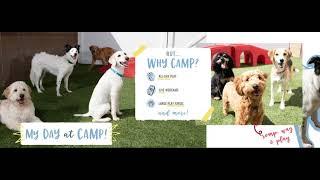 A Day At Camp Bow Wow