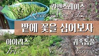 밭에심는꽃/아이리스/귀족톱풀/퀸앤스레이스 - Iris, Noblessa Yarrow and Queen Anne’s lace in wild field