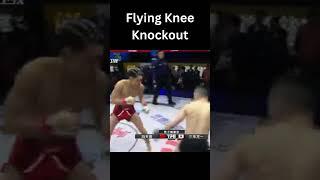 Epic Flying Knee Knockout  #mma #combat #knockoutcity