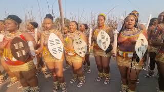 Umgungundlovu (PMB) ESWATINI reed dance @TVYABANTU