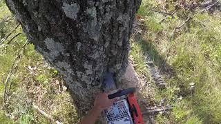 STIHL 075 CUTTING LARGE OAK TREE