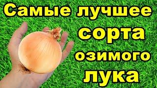 Самые лучшие сорта озимого лука | Какой лук посадить под зиму