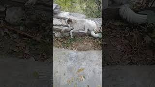 Limping White Stray dog relaxing in Autumn | Mountain Village | Nature Buddies #uk #animals #shorts