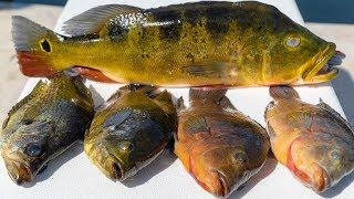 INVASIVE Multispecies Catch Clean Cook! Mayan Cichlid, Peacock Bass, Oscar