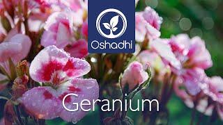 Geranium (Pelargonium graveolens) | Essential-Oil-Plant Portrait by Dr. Malte Hozzel