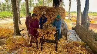 Complete Process Of Dates and Dry Dates (Chuara) | 1000 Year Old Traditional Method of Storing Dates