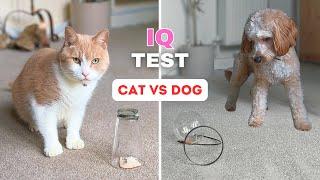 Are Dogs Smarter Than Cats? Testing IQ of My Dogs And Kitty