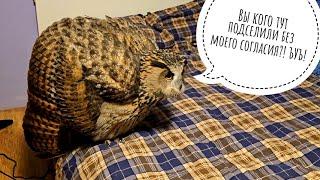 Owl Yelya returned to her Moscow apartment, and everything is wrong there! The cat is a stranger!