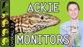 Ackie Monitor, The Best Pet Lizard?