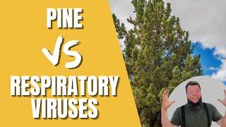 Pine Needle vs Respiratory Bugs - Quick Herbal Overview