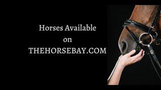 Horses For Sale on THEHORSEBAY.COM