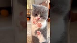 "Cute CaTs"Cat Fun|FunTy MasTer #youtubeshorts #catlover #catvideos #funnymoments #funnyshorts #fun