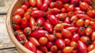 How to Harvest Rosehips! Rosa Rugosa foraging medicinal plants