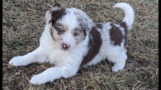 Puppies from birth to 6 weeks old! (Border Collie/Mini Aussie mix)