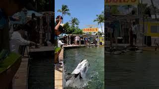 Bait, wait, FEED! Feeding the tarpon at Robbie’s of Islamorada  #tarpon #tarponfeeding #islamorada