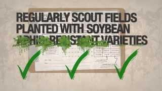WHAT is Host Plant Resistance for Soybean Aphid Management