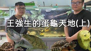 超專業蛋龜繁殖場!!!去一探究竟【九桃分享養爬蟲-《Reptiles》】