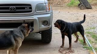 Aggressive one year old rottweiler challenges alpha German Shepherd