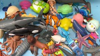 Various Sea Animals - Toys for Kids