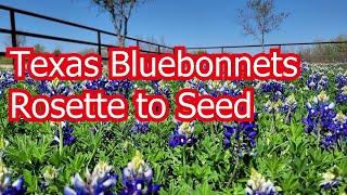 Texas Bluebonnet Lifecycle