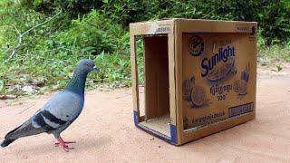 Creative Simple Bird Trap Technique | Quick Pigeon Trap Using Cardboard Box