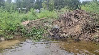 19 hrs later part 1 #beavers #beaverdam #cloggeddrain #beaverdamadge