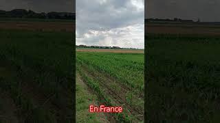 #france # #mais # #creator #farming #shortvideo #agriculture #subscribe #food #subscribers
