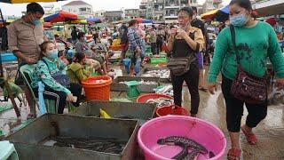 Amazing Big Site Selling Fish & Seafood at Early Morning - Morning Market Scene Fish @ Chhbar Ampov