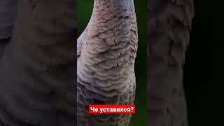 С таким е*лом только за хлебом ходить #птица #прикол #shorts #лицо