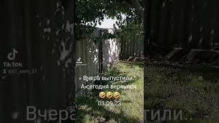 Ястреб тетеревятник  спасательная миссия состоялась 