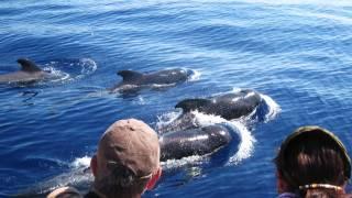 Tenerife - Vívela y Siéntela en Azul