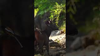 Friendship bond between deer and bird 