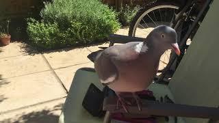 Woodpigeon - cute and clever wood pigeon 