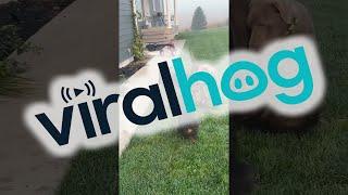 Pet Raccoon Plays With Puppies || ViralHog