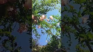 beautiful flowers status #ytshorts #youtubeshorts #shorts
